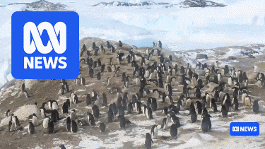 Scientists on 'high alert' as bird flu threat looms over Australian Antarctic Territory