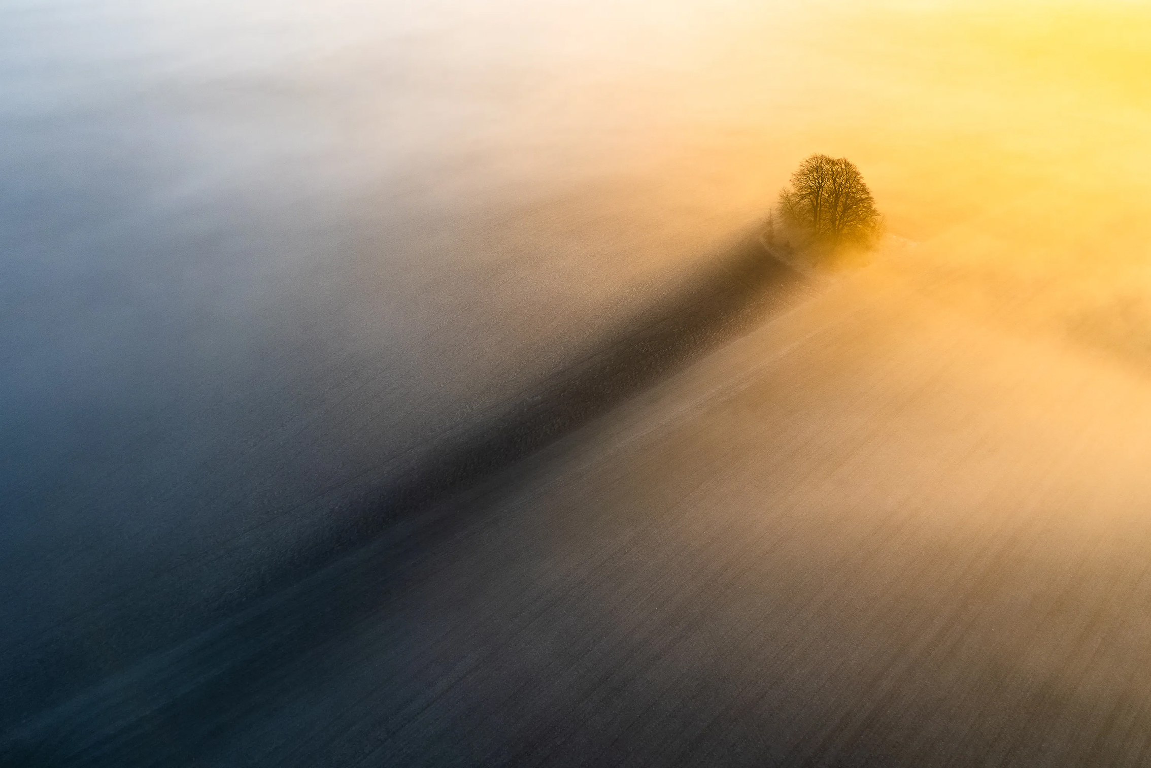 A solitary tree casts a long shadow in a misty landscape, illuminated by warm golden light, creating a serene, atmospheric scene