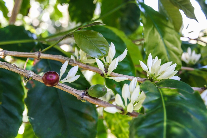 A red and a green coffee cherry on a branch with white blossoms.