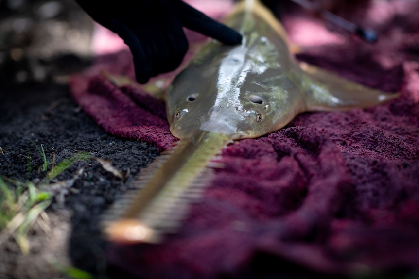 A person wearing a black gloves stroked a largetooth sawfish.