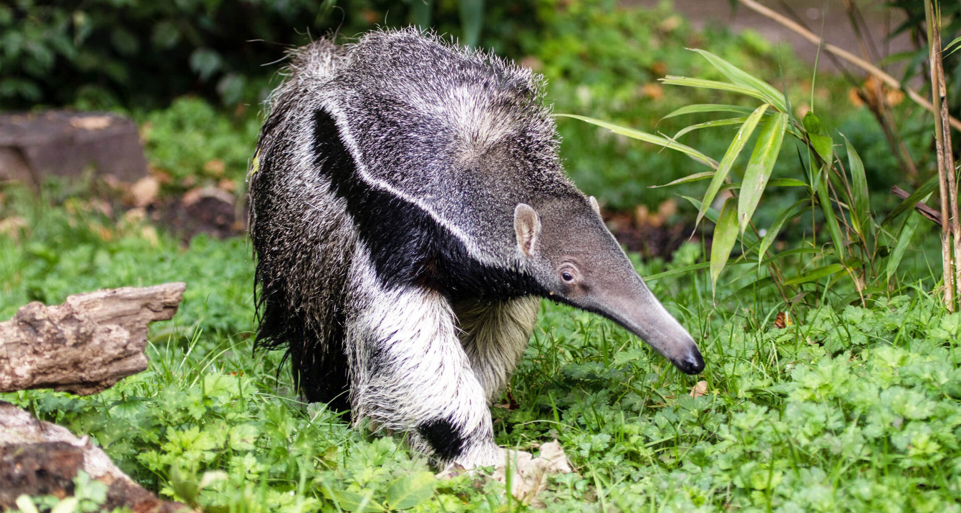 Scientist: "Things keep evolving into anteaters, somehow"
