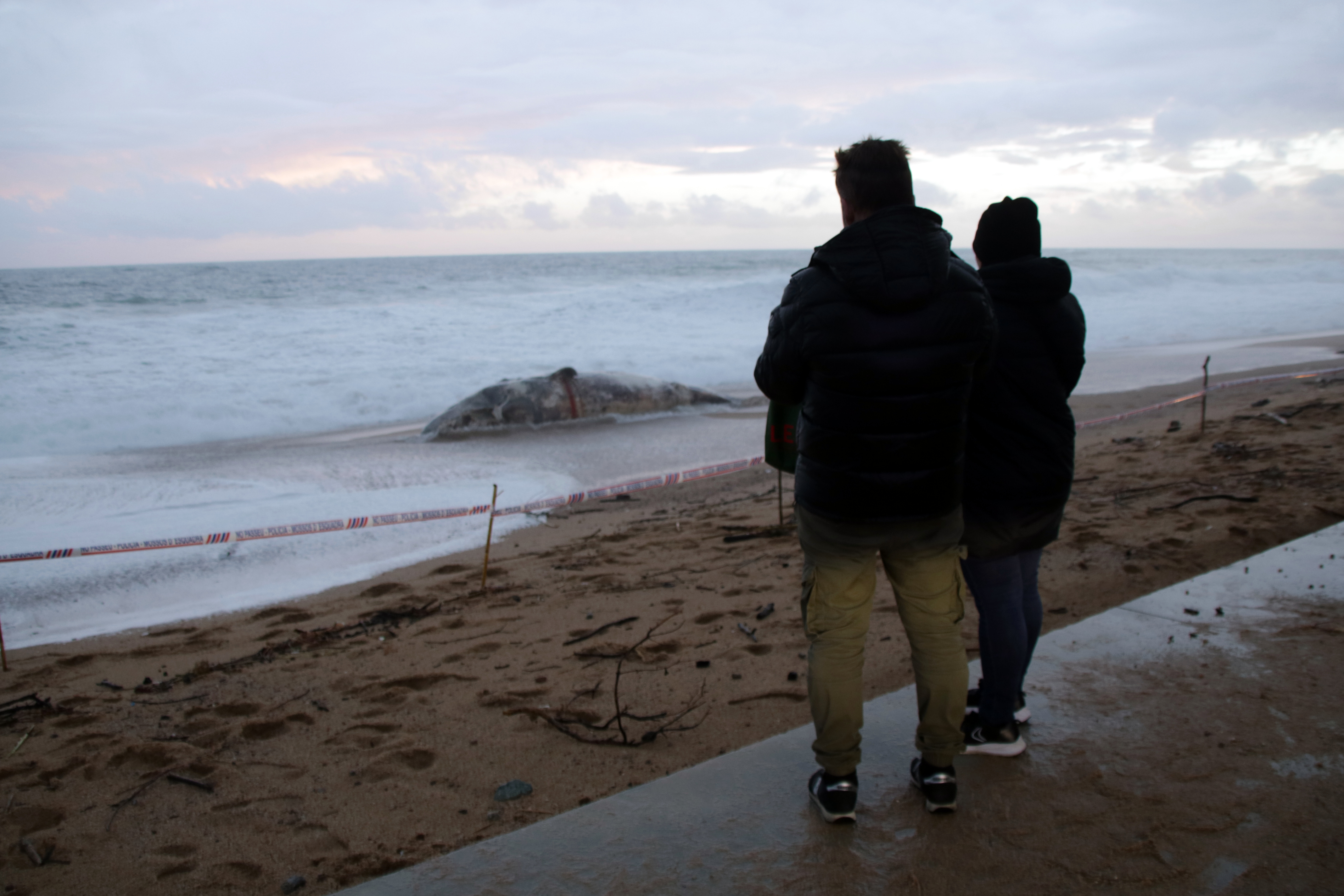 Two people observe the body of a sperm whale calf on the beach of Platja d'Aro