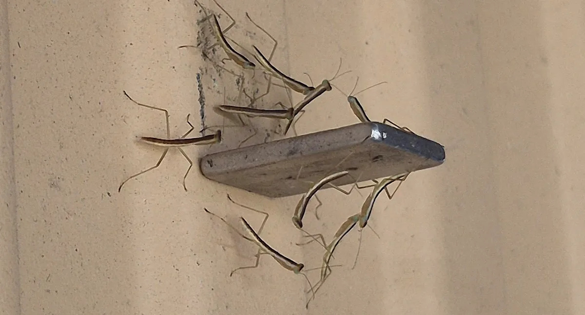 Aussie man discovers insects 'worshipping' magnet in yard: 'They're drawn to it'