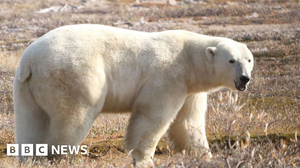 Polar bear DNA could be adapting to warmer climates, UEA study