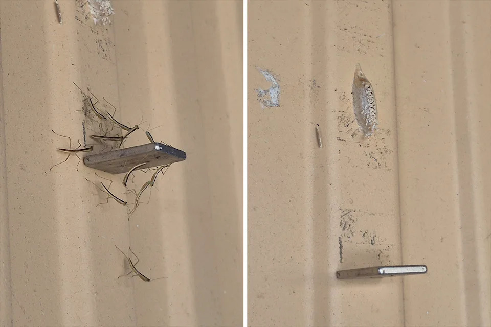 Left: Praying mantis nymphs surrounding a magnet attached to a wall. Right: Their egg sac above the magnet.