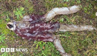 Further remains of seven-arm octopus found on Ellon beach