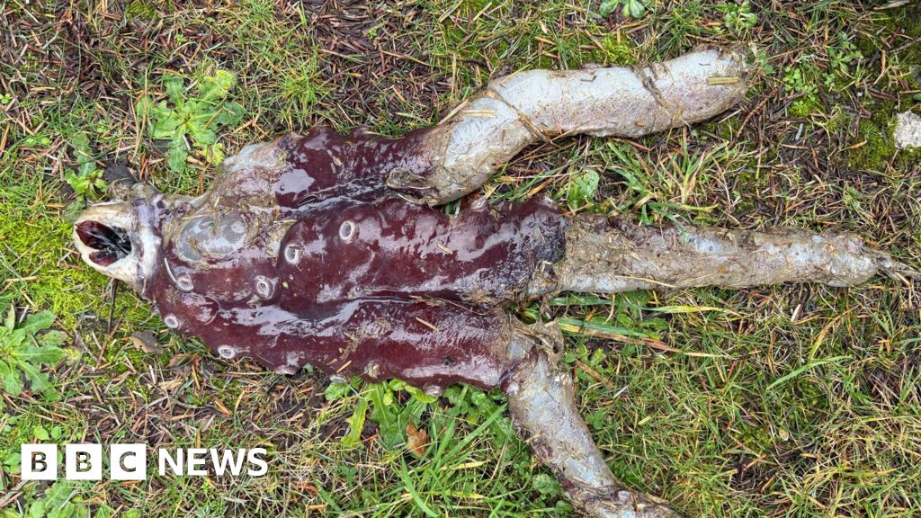 Further remains of seven-arm octopus found on Ellon beach