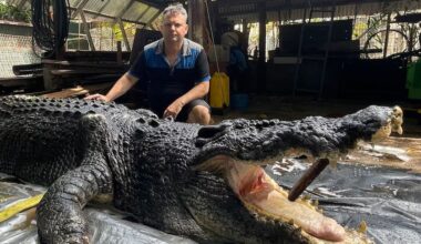The manager of a crocodile park in Australia with the carcass of Cassius, a 120-year-old crocodile.