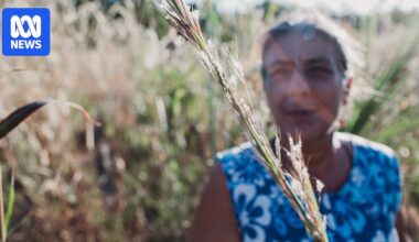 Gamba grass risks star attractions in NT's beloved Litchfield National Park