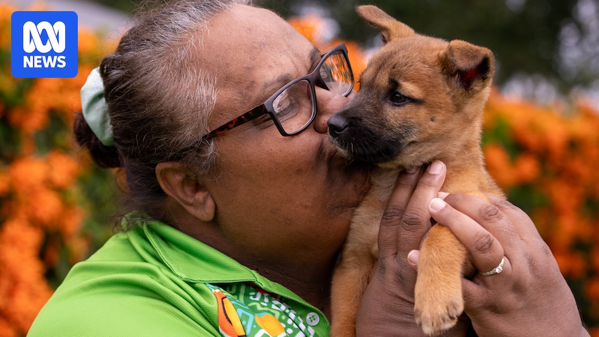 Dingo management should be 'non-lethal', traditional owners say
