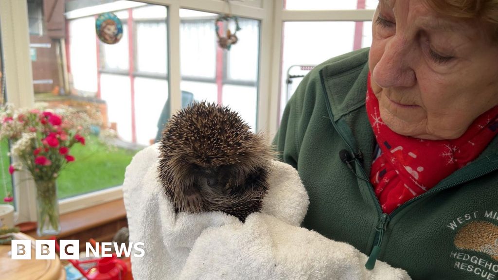 'I've been rescuing hedgehogs in my garden for 25 years'