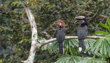 African forest hornbills gain new protections from unsustainable trade