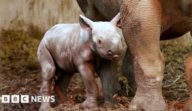 Critically endangered eastern black rhino born at Pembrokeshire farm