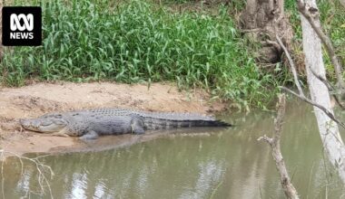 New crocodile management plan draws mixed response in north Queensland