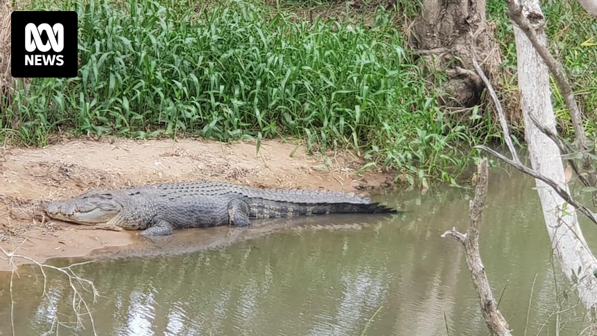 New crocodile management plan draws mixed response in north Queensland