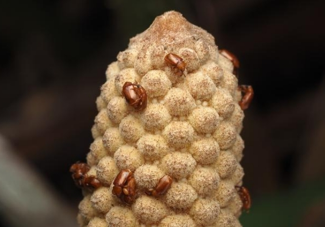 beetles on a cycad cone