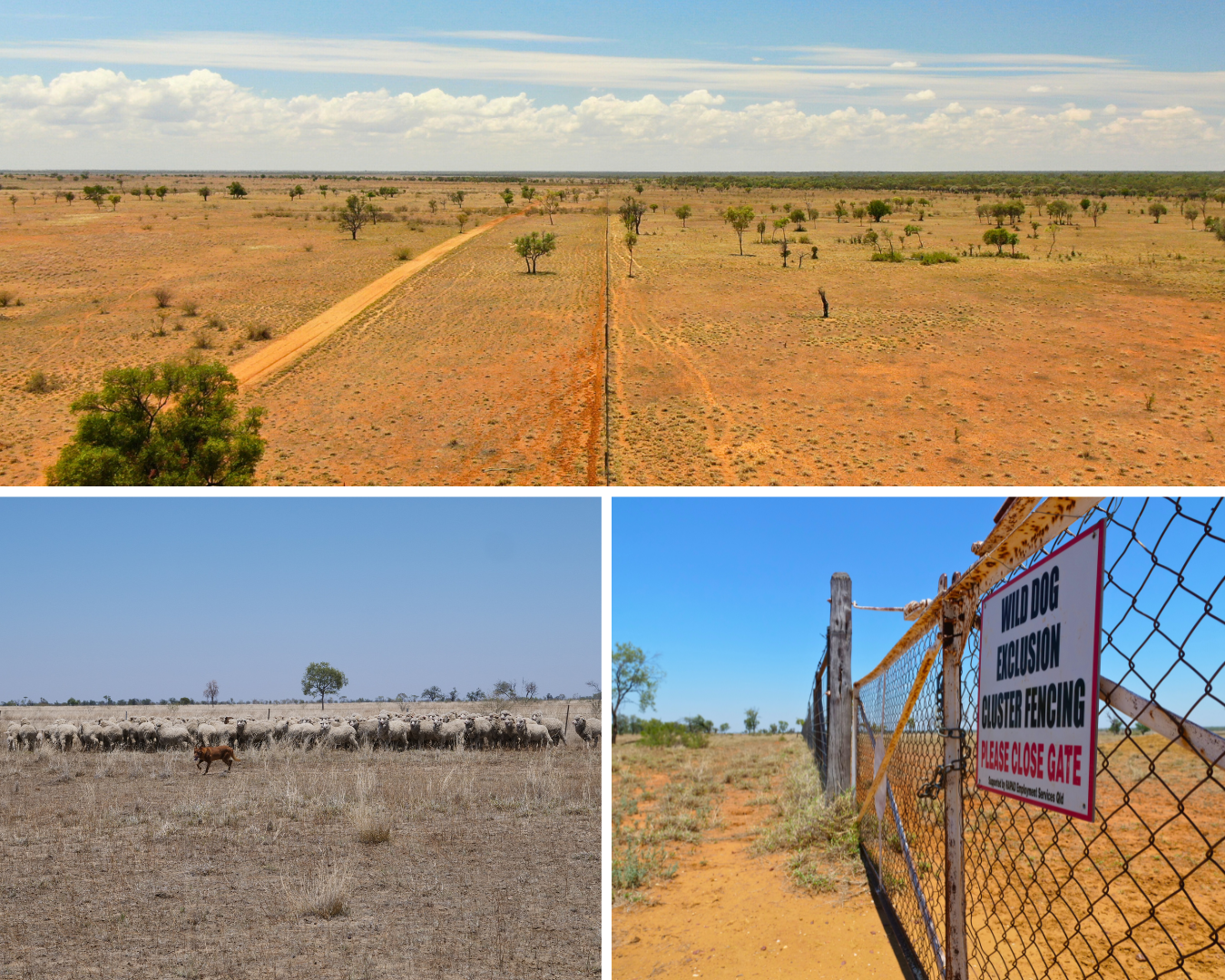 A compile image: sheep in a paddock, a wild dog sign and an aerial of a fence. 