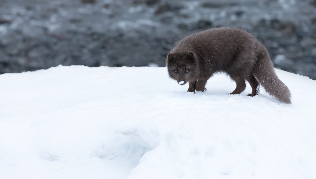 Blue Morph Arctic Foxes: Up To 5 Percent Of Coastal Arctic Foxes Are Actually Slate Blue, Not White