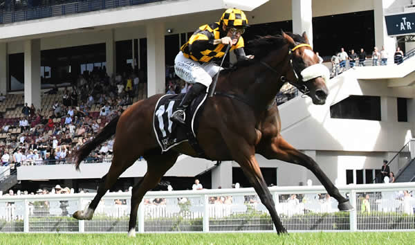 Gr.1 Cambridge Stud Zabeel Classic (2000m) contender Jaarffi heads a strong Boxing Day team for Lance Noble and Cambridge Stud. Photo: Race Images NZ