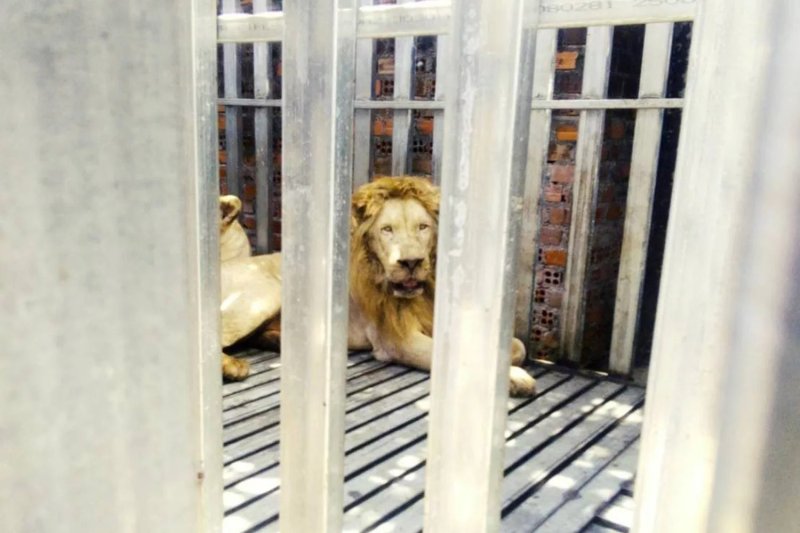 One of the two lions found in cages inside the now-abandoned Cambodian casino opposite the Thai Trat border. (Photo: Department of National Parks, Wildlife and Plant Conservation)