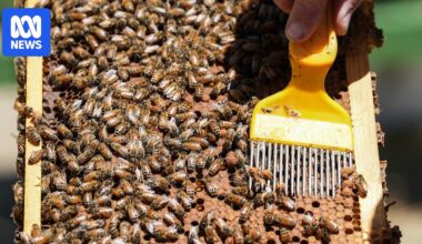 Deadly varroa mite threatens half of Canberra’s beehives