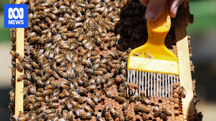 Deadly varroa mite threatens half of Canberra’s beehives