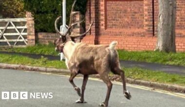 Runaway reindeer in Formby sparks major search operation