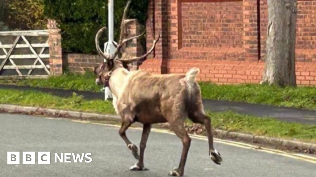 Runaway reindeer in Formby sparks major search operation