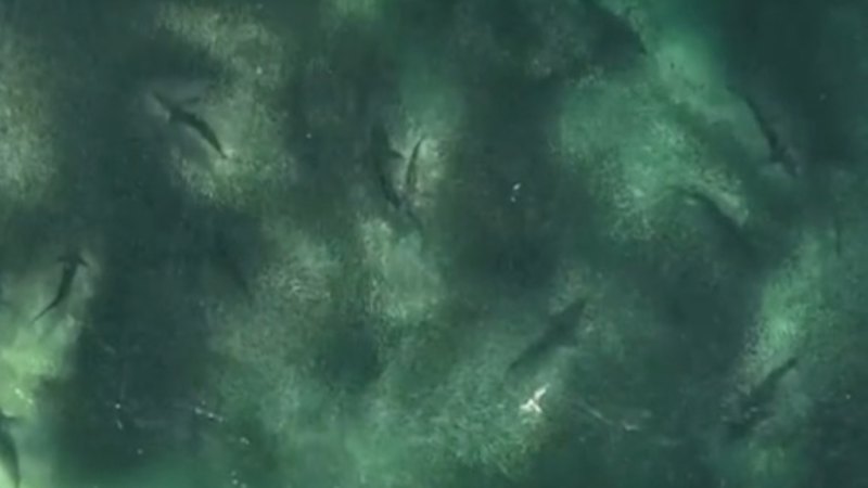 Dozens of sharks in the shallows at NSW beach - Brisbane Times