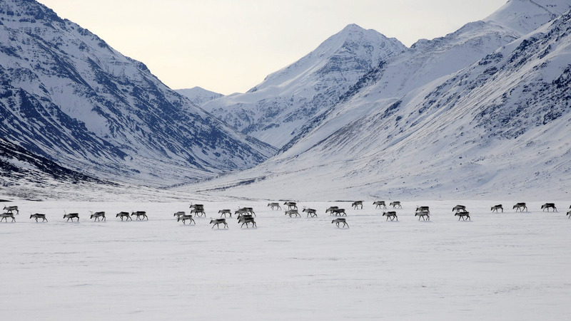 Literary Hub » Nobody Knows Why the Caribou Are Disappearing