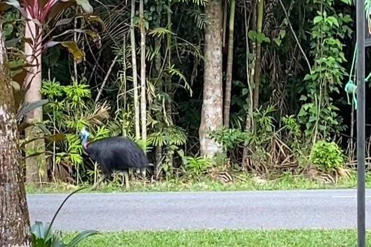 Calls for road slowdown after heart-breaking loss of cassowary dad
