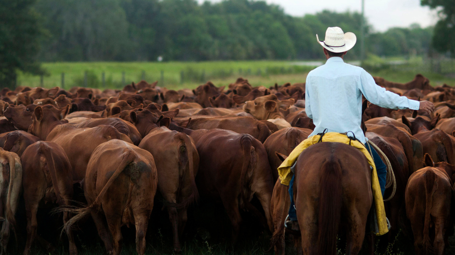 A cattle rancher in Florida moves cows on a pasture.