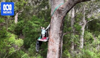 Plans to burn red tingle trees temporarily suspended following treetop protest