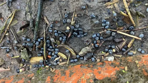 BBC Photograph of plastic beads, which have been found on the banks of the River Irwell in the Agecroft area of Salford. 