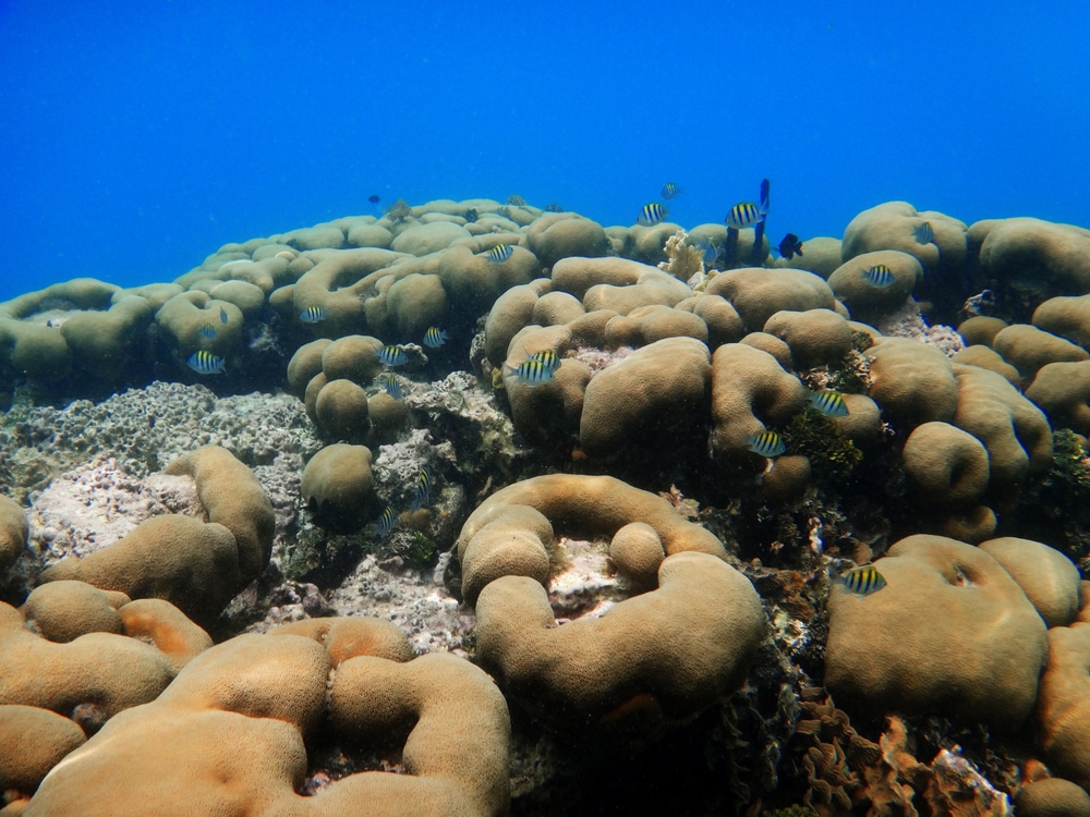 Coral Nearby Island In San Blas, Panama