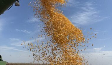 Corn Cycling Back Down | American Ag Network