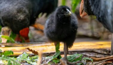 Endangered Chick Appears in 'Christmas Miracle' Hatching to Parents Thought Infertile