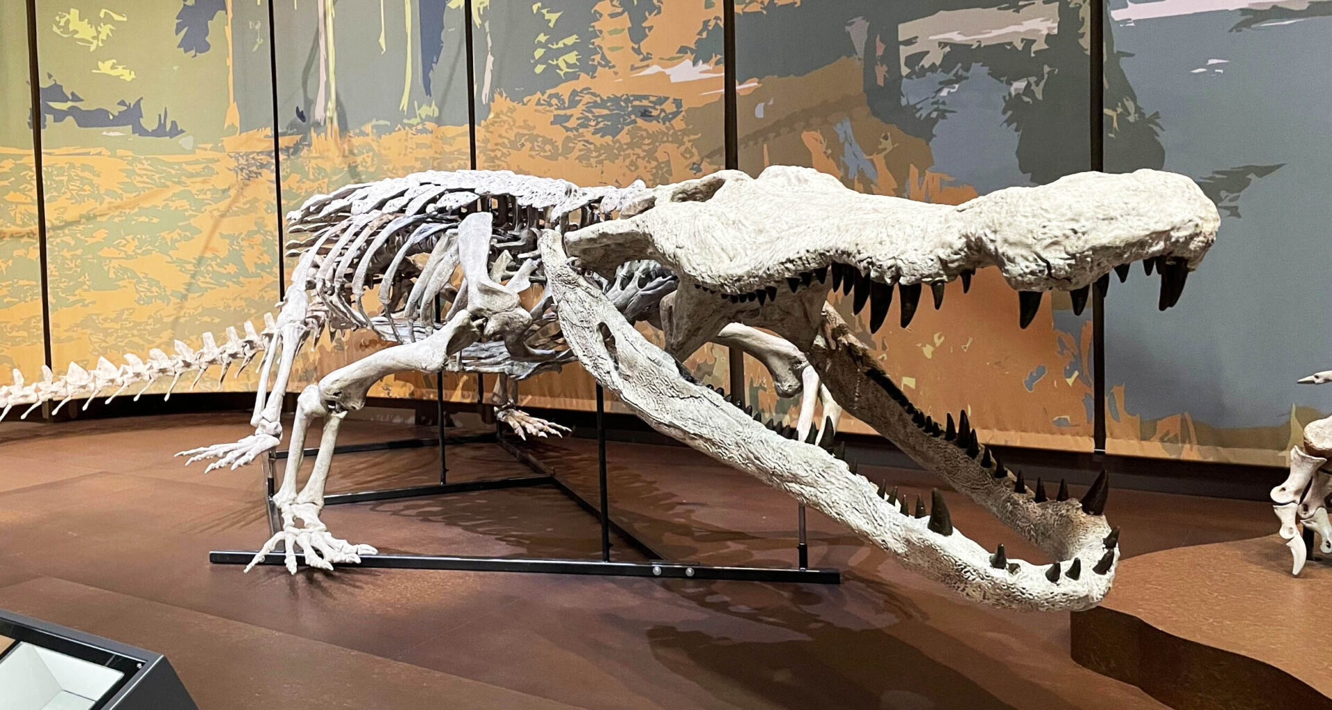 'Dinosaur-killer' crocodile has been reconstructed in fossil replica