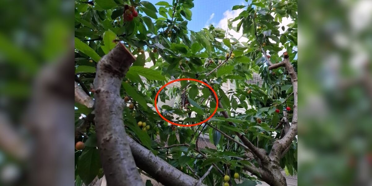 Black Blob Hanging From Cherry Tree Is Actually A Wild Animal In Danger