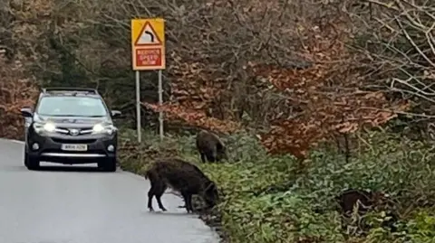 Fiona Holroyde Two wild boar on the side of the road. One is partially on the road in front of an oncoming black car.