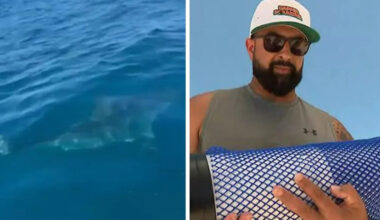 Diver’s horror 10-minute shark standoff