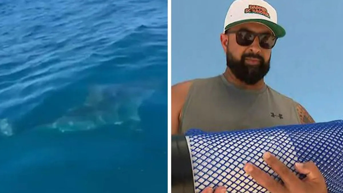 Diver’s horror 10-minute shark standoff