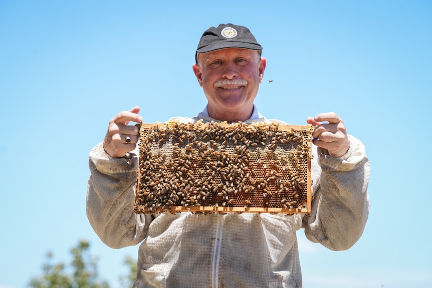 A beekeeper holds up a tray of bees.