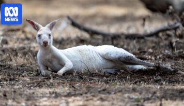 White and grey kangaroos to be sold to prevent overcrowding at Bordertown Wildlife Park
