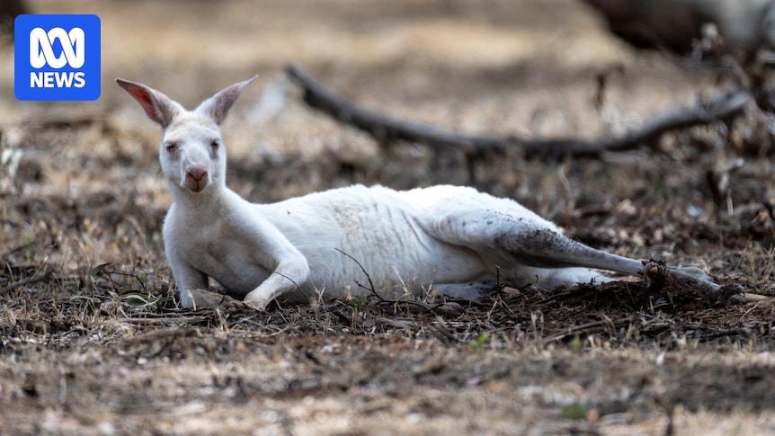 White and grey kangaroos to be sold to prevent overcrowding at Bordertown Wildlife Park