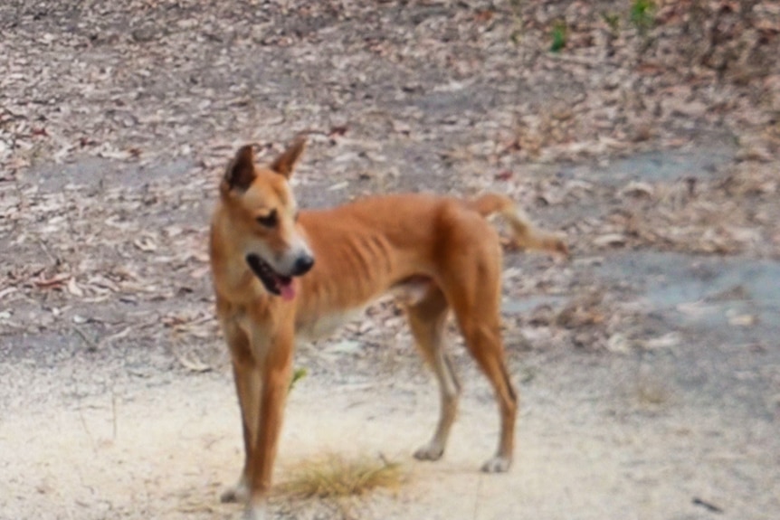 A sandy coloured dingo standing on a track. 