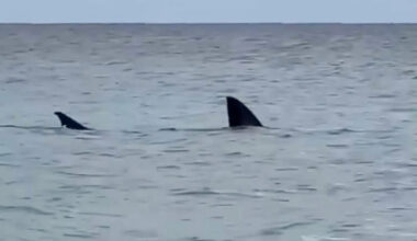 Fears for great white shark spotted 'struggling' in knee-deep water