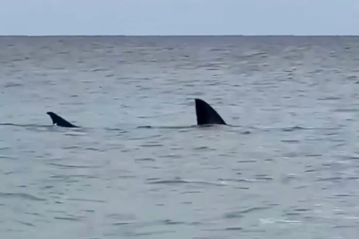 Fears for great white shark spotted 'struggling' in knee-deep water