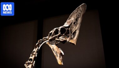 Fossil trade threatens scientific endeavour