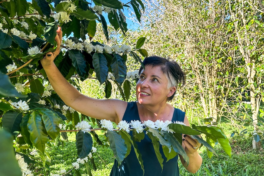A woman in a blue dress pulls apart coffee tree branches with white flowers.